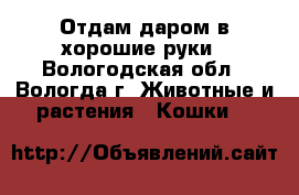 Отдам даром в хорошие руки - Вологодская обл., Вологда г. Животные и растения » Кошки   